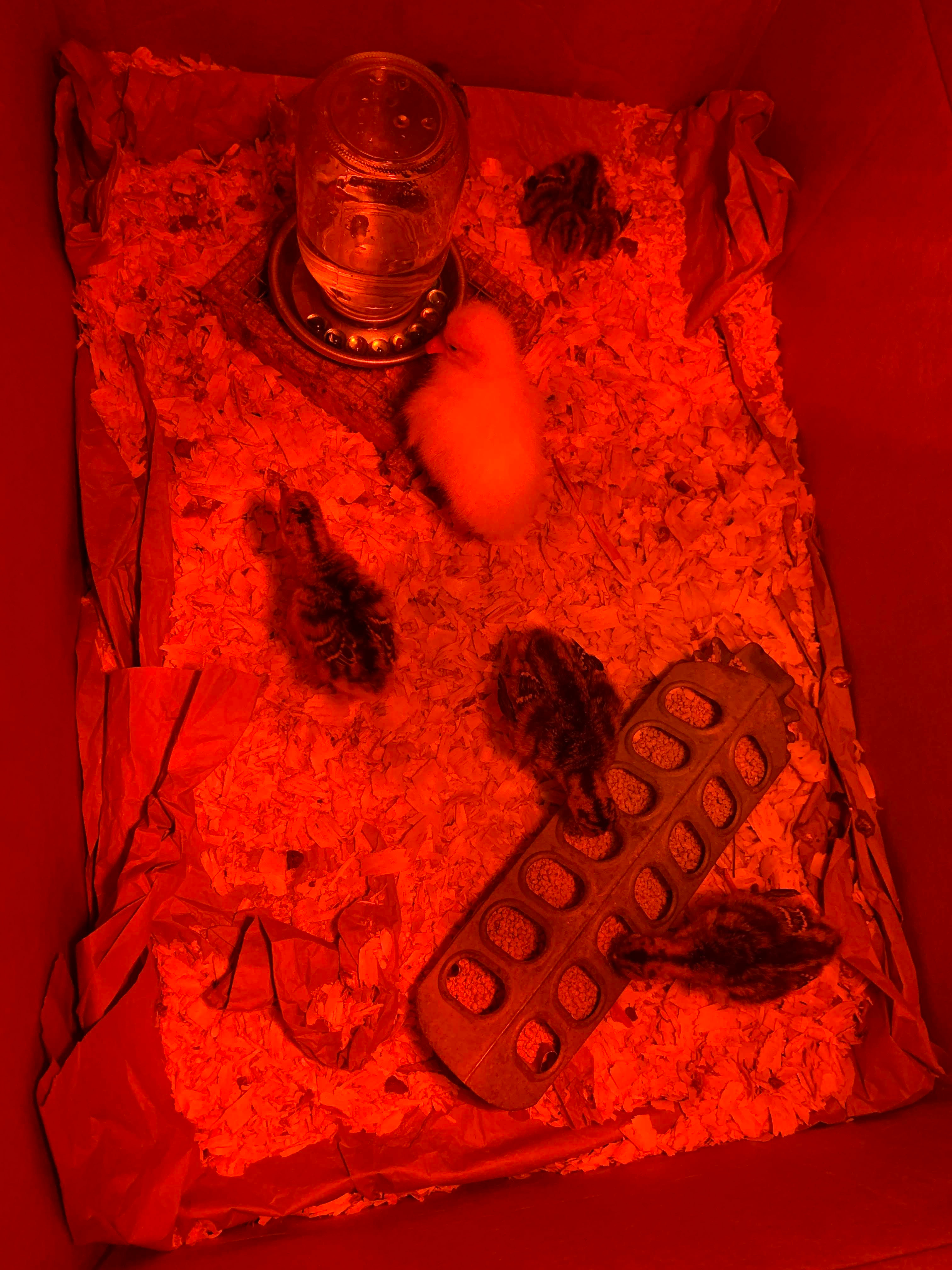 turkeys